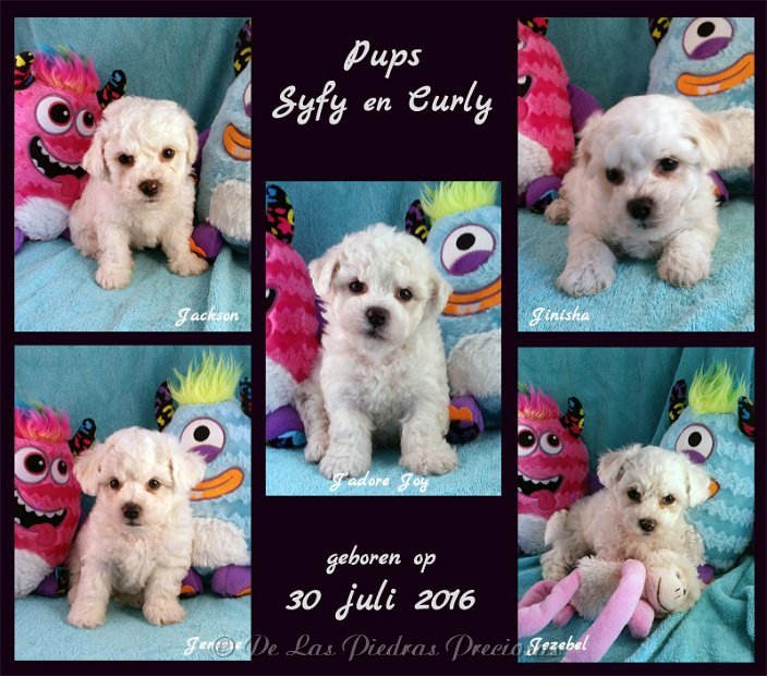 pups Syfy en Curly