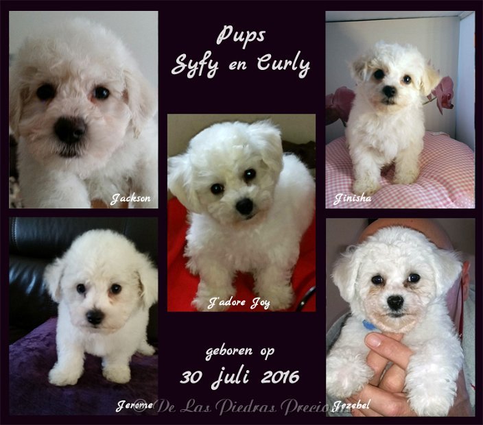 pups Syfy en Curly