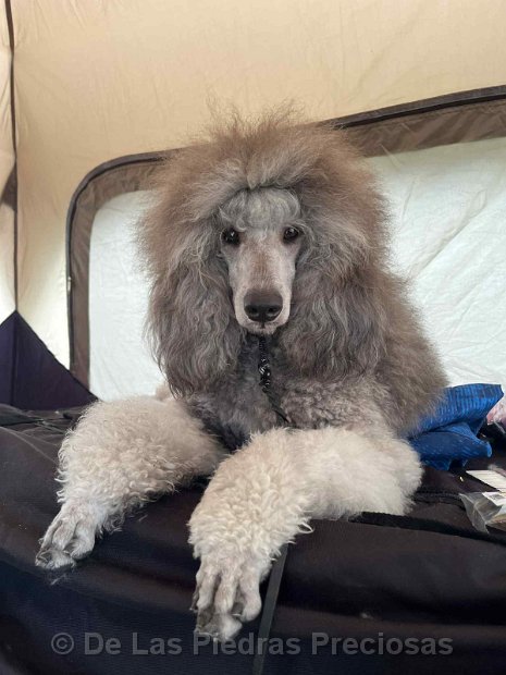 2025_07_06_Show-der-Kempen_Finn01