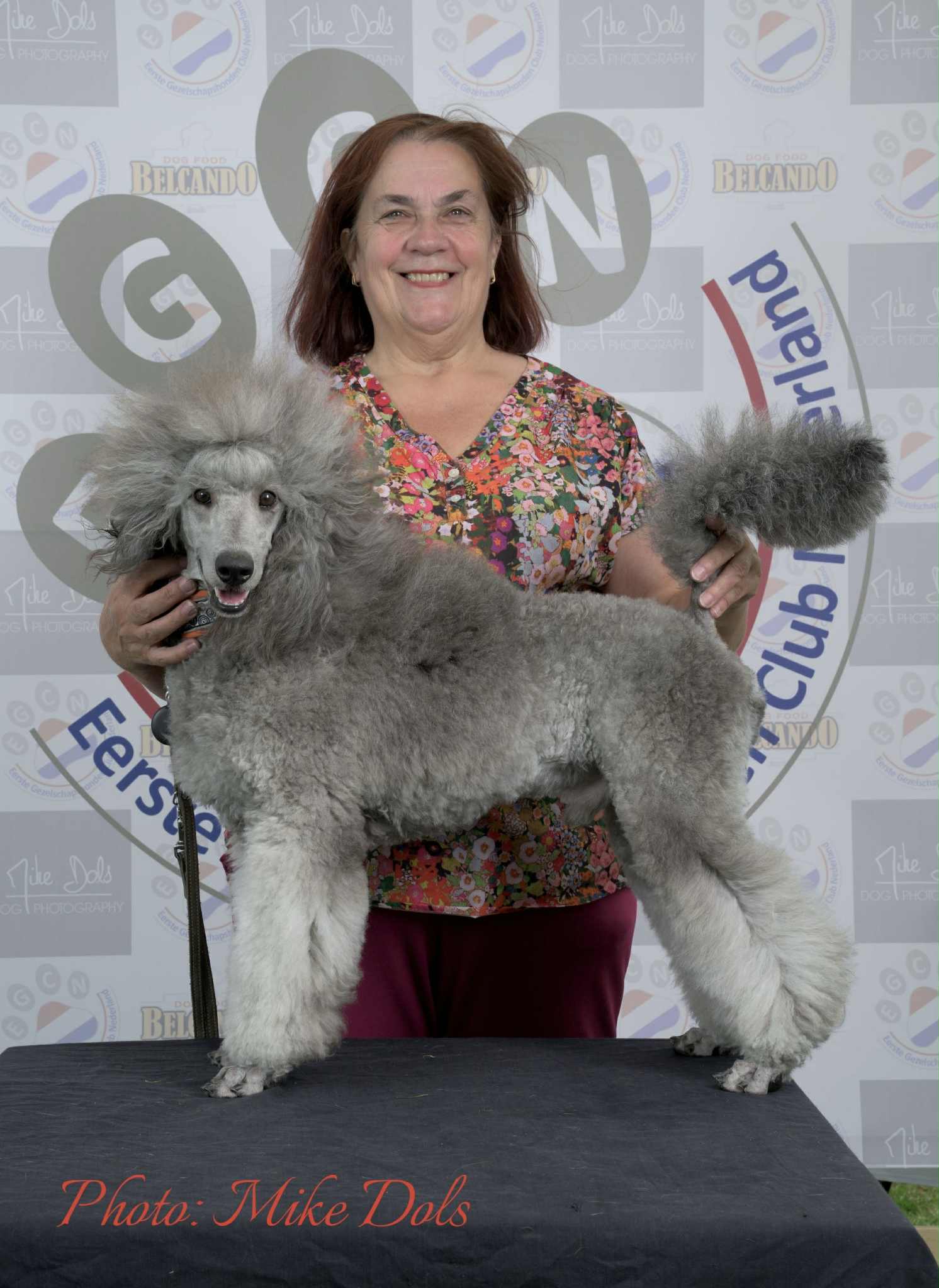Finn Finn, zilver grijze medium poedel