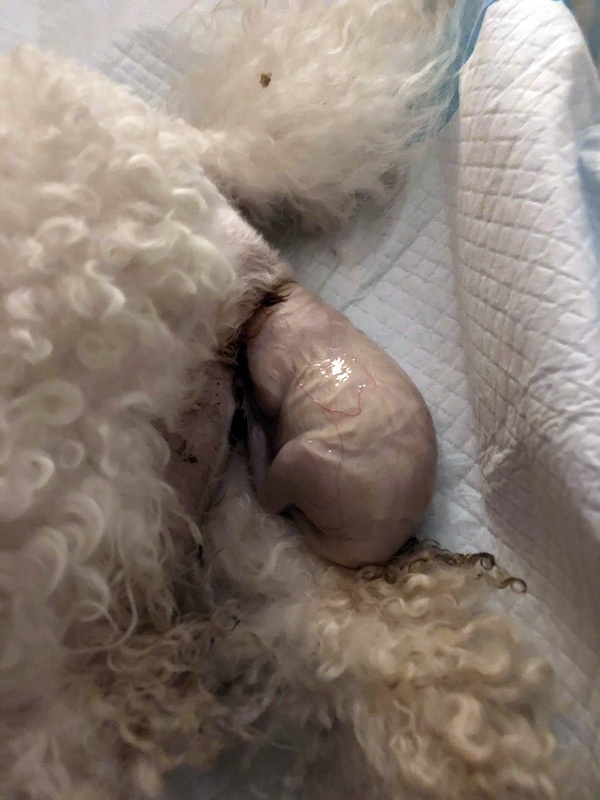 Geboorte pup