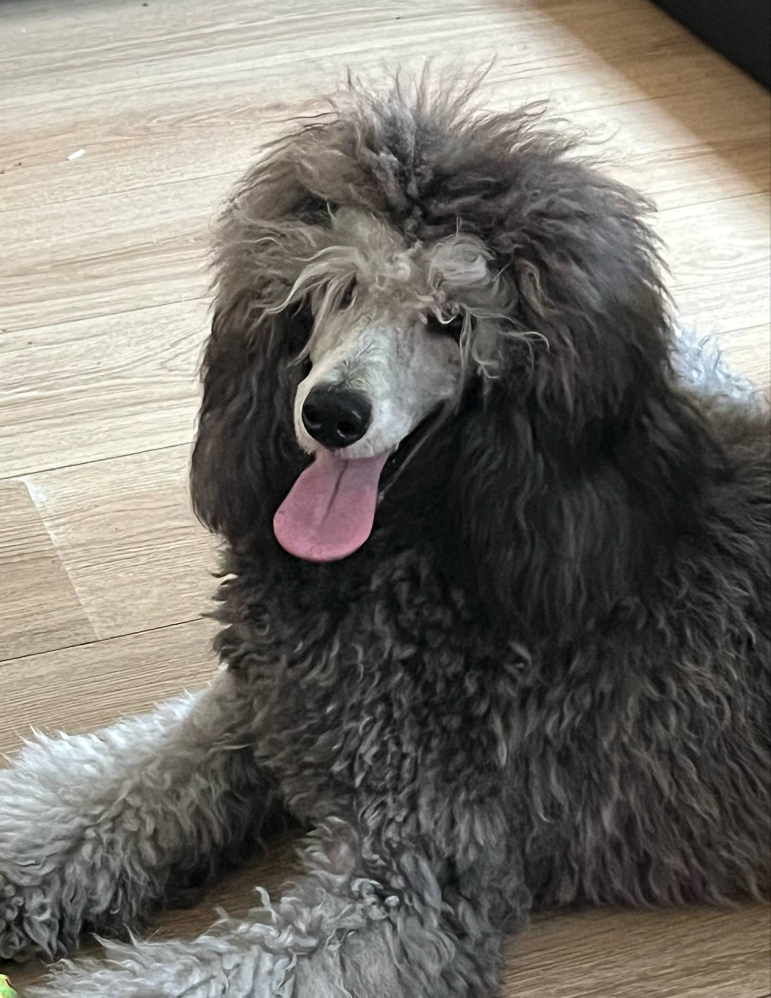 Valery Starlight de la Cascade Saint Nicolas