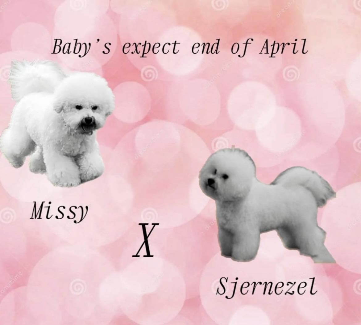 pups verwacht van Missy en Sjernezel