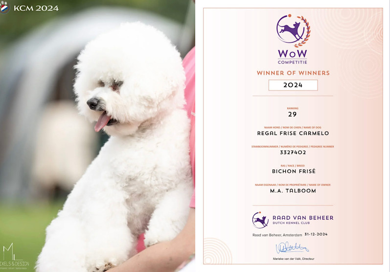 Tommy nr 29 Bichon Frisé WoW 2024